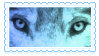 wolf eyes